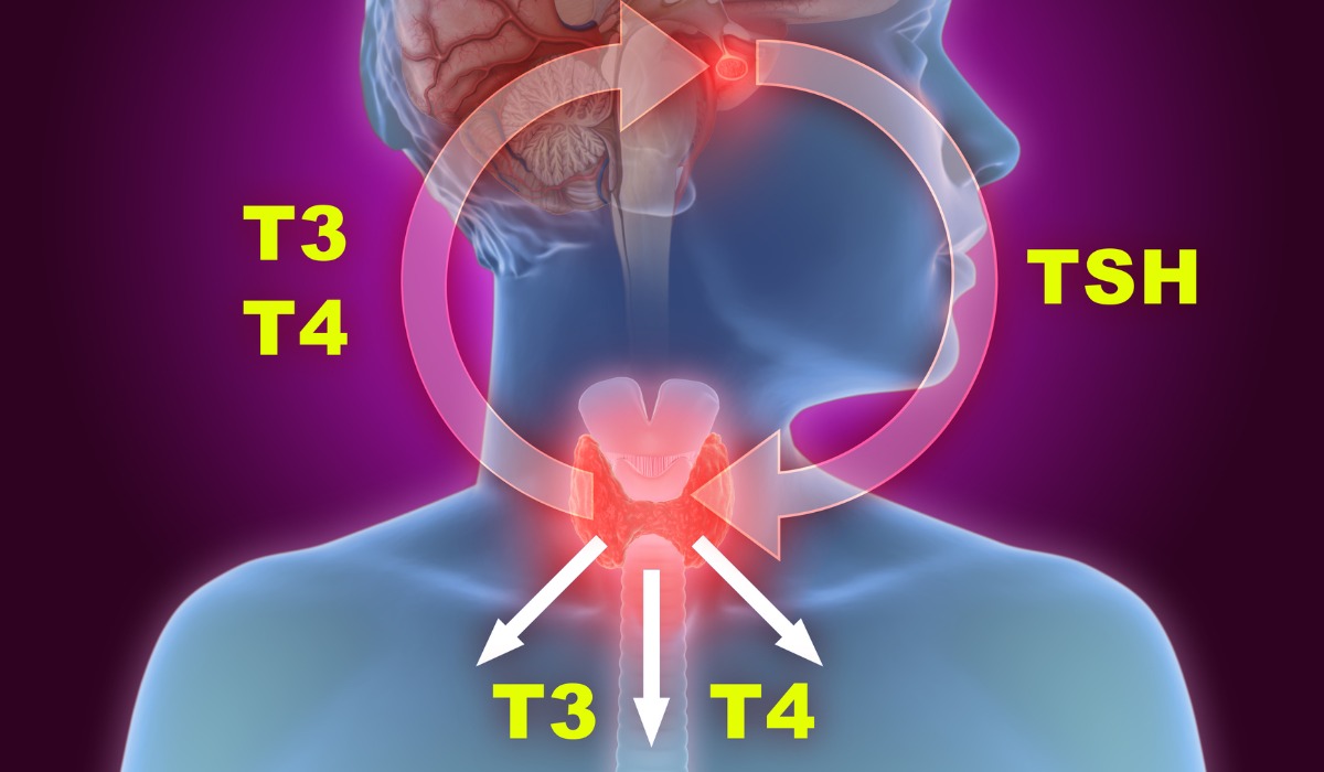 Thyroid Gland Illustration
